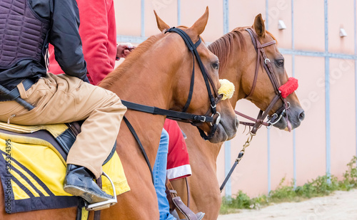 Close-up of the head of a chestnut Thoroughbred racehorse going out to the track with a lead pony with a bridle and snaffle bit.