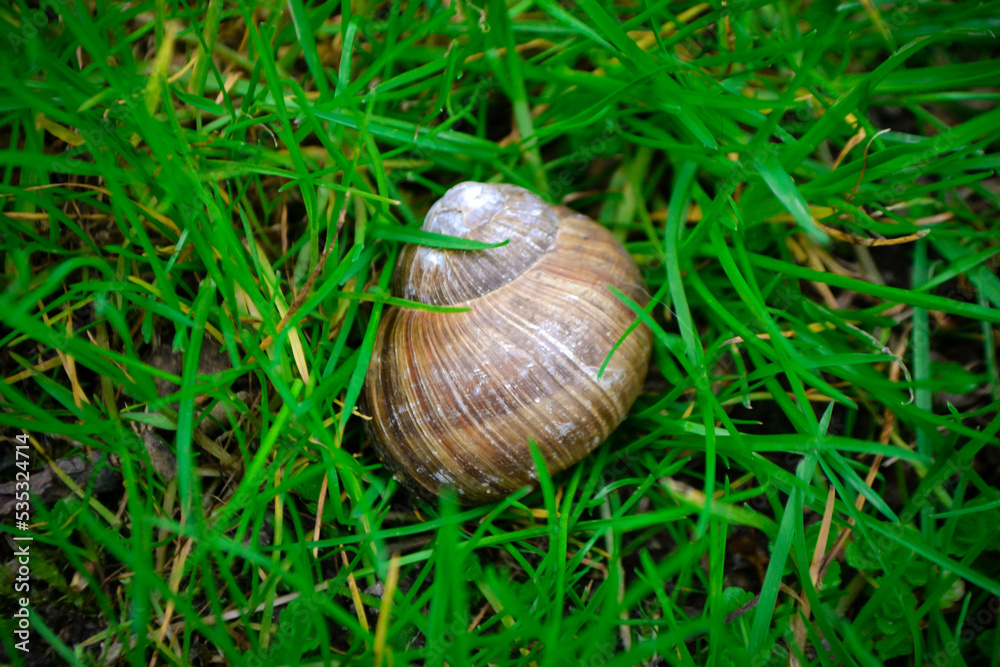 Roman Snail - Helix pomatia, common snail from European gardens and meadows, Czech Republic. High quality photo Roman Snail - Helix pomatia, common snail from European gardens and meadows, Czech Republic. High quality photo