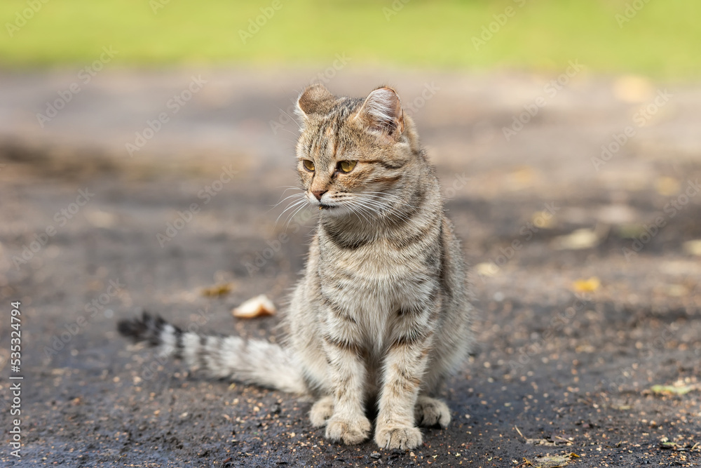 Gray striped cat walks on a leash on green grass outdoors.. Gray striped cat walks on a leash on green grass outdoors..