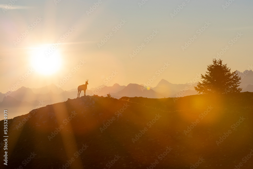 a chamois stands on a ridge in the morning light