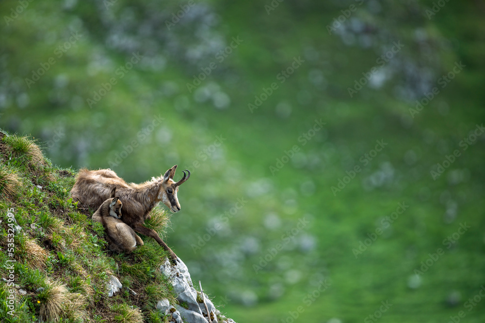 a chamois with its cub resting on a mountain ridge