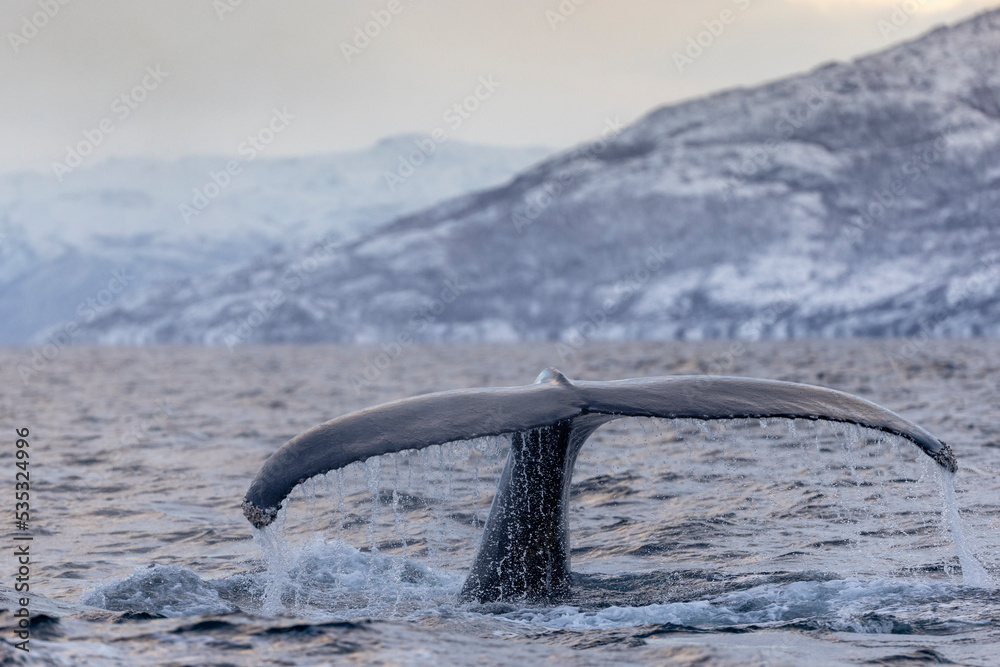 Fototapeta premium humpback whale diving to feed