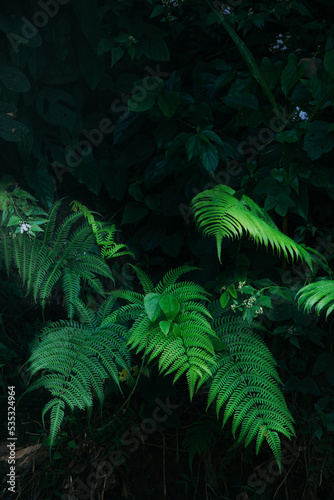 fresh bright fern leaves in dark forest background