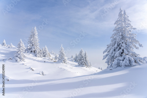 Fir trees covered with snow © Cavan