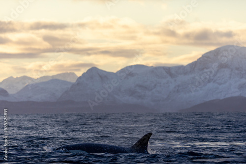 an orca swims in a Norwegian fjord at sunset