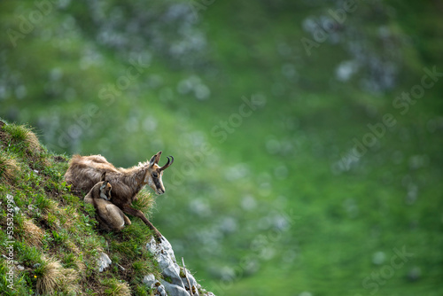 a chamois with its cub resting on a mountain ridge