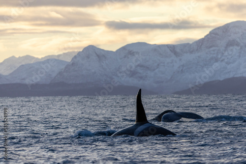 an orca and a humpback whale swim in a Norwegian fjord