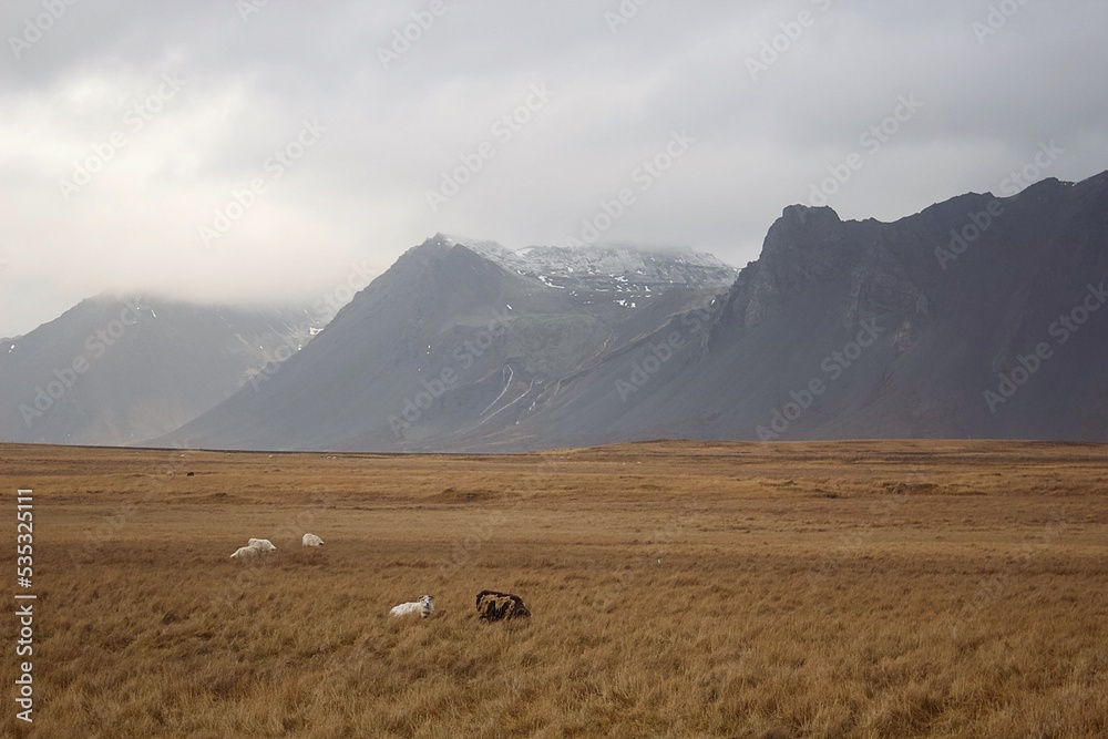 Sheep lie in field near the mountains