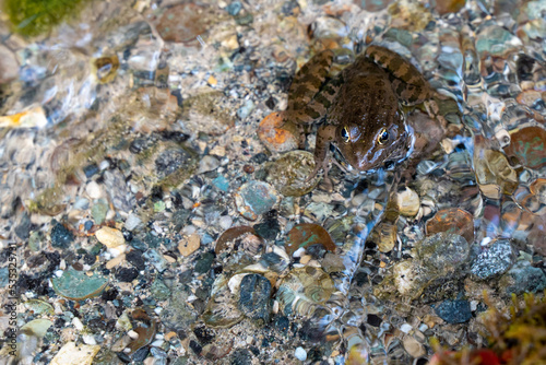 A brown frog in the clear clear water of a spring with stones at the bottom