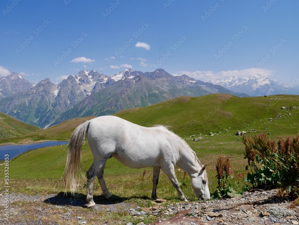 Obraz premium White horse at the Koruldi lakes, beautiful view of Great Caucasus mountains close to Mestia in Upper Svaneti, Georgia.