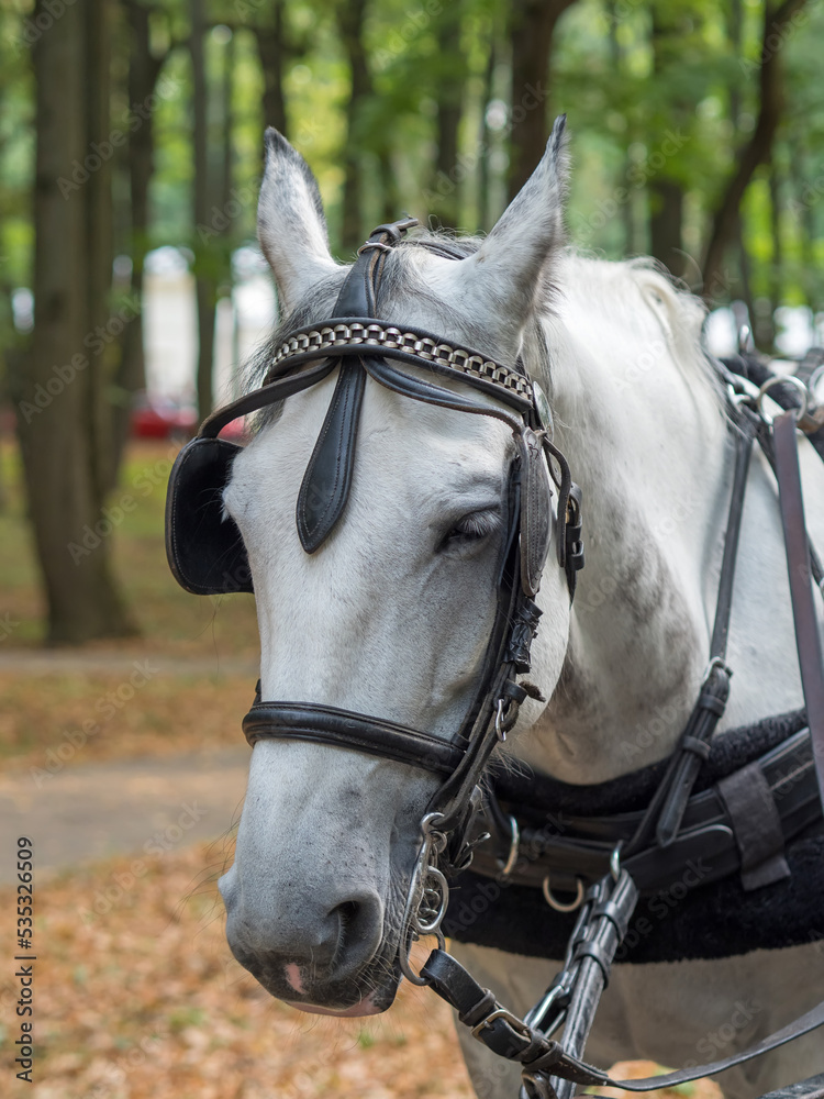 Fototapeta premium Close up of a horse head portrait on breeding test outdoors