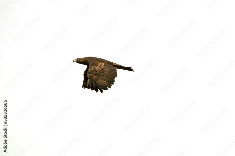 Golden eagle male flying in a Mediterranean forest with the first light of the day Golden eagle male flying in a Mediterranean forest with the first light of the day