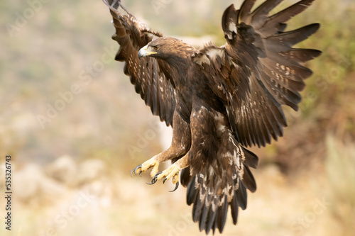 Adult female Golden eagle flying in a Mediterranean forest with the first light of the day in autumn
