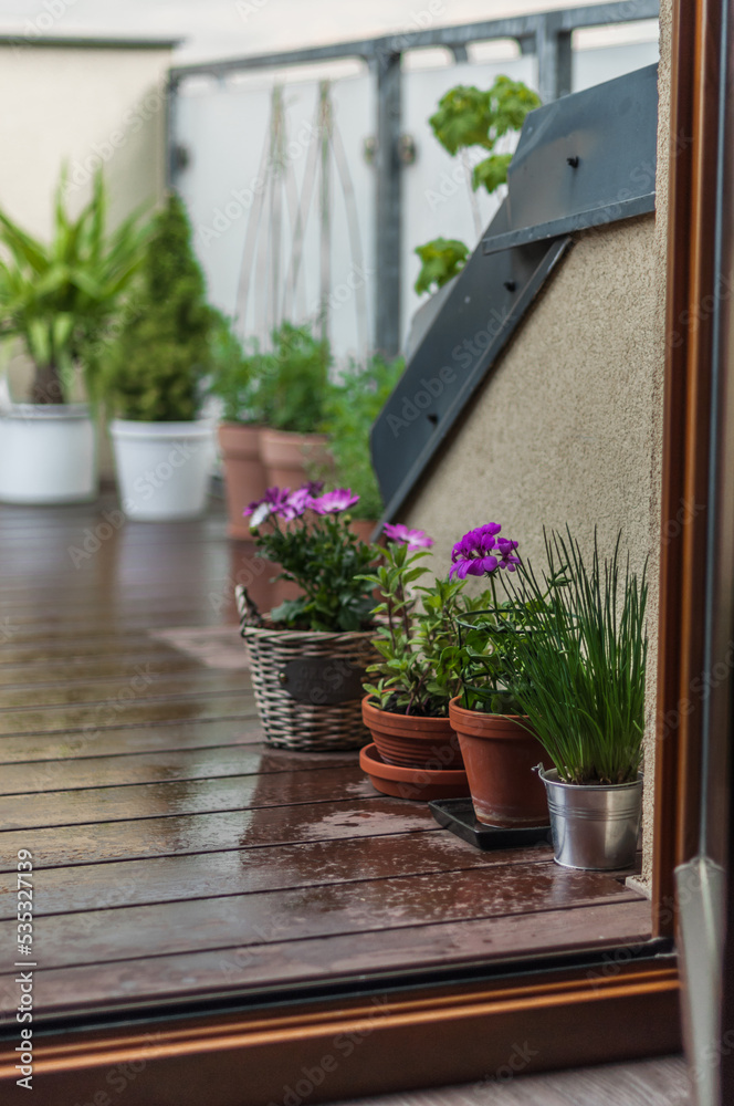 A sunny terrace on the attic floor after the rain with various plants and flowers.