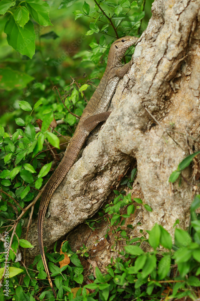 tree monitor in forest asia 