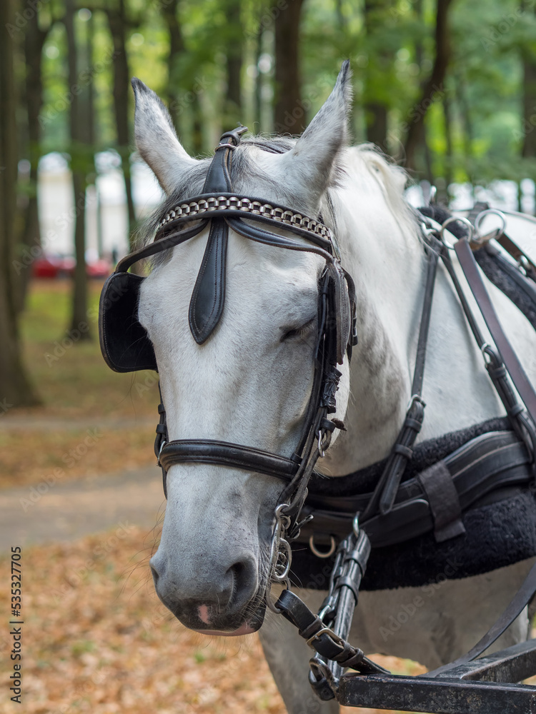 Obraz premium Close up of a horse head portrait on breeding test outdoors