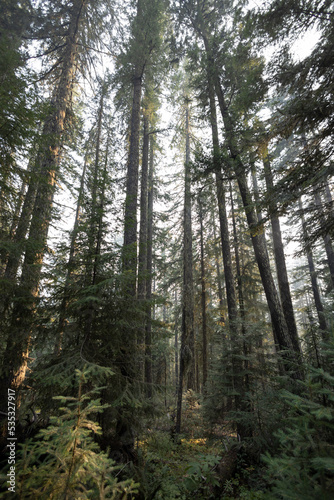 Pine Trees in National Forest Land in Central Oregon © Eifel Kreutz