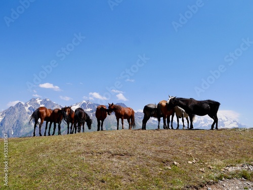 Horses at the Koruldi lakes  beautiful view of Great Caucasus mountains close to Mestia in Upper Svaneti  Georgia.