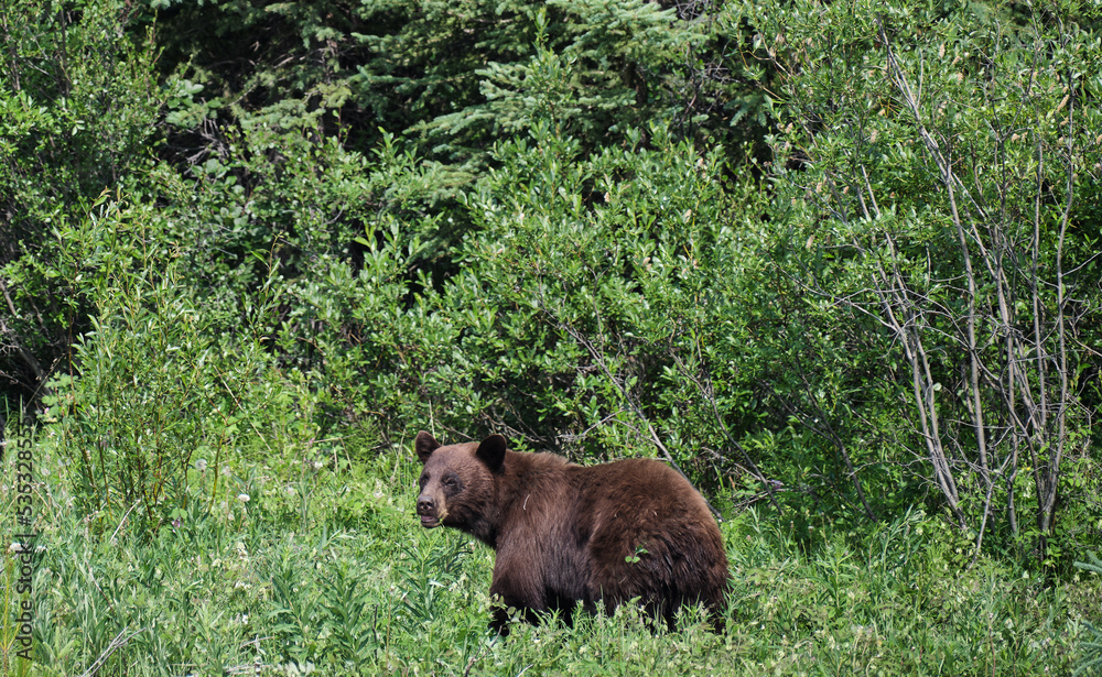 Foraging and feeding Black Bears on the Alaska Highway in British Columbia Foraging and feeding Black Bears on the Alaska Highway in British Columbia