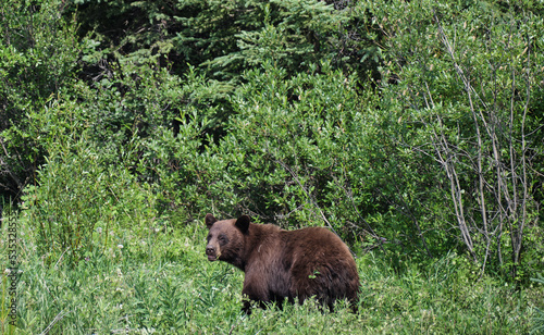 Foraging and feeding Black Bears on the Alaska Highway in British Columbia