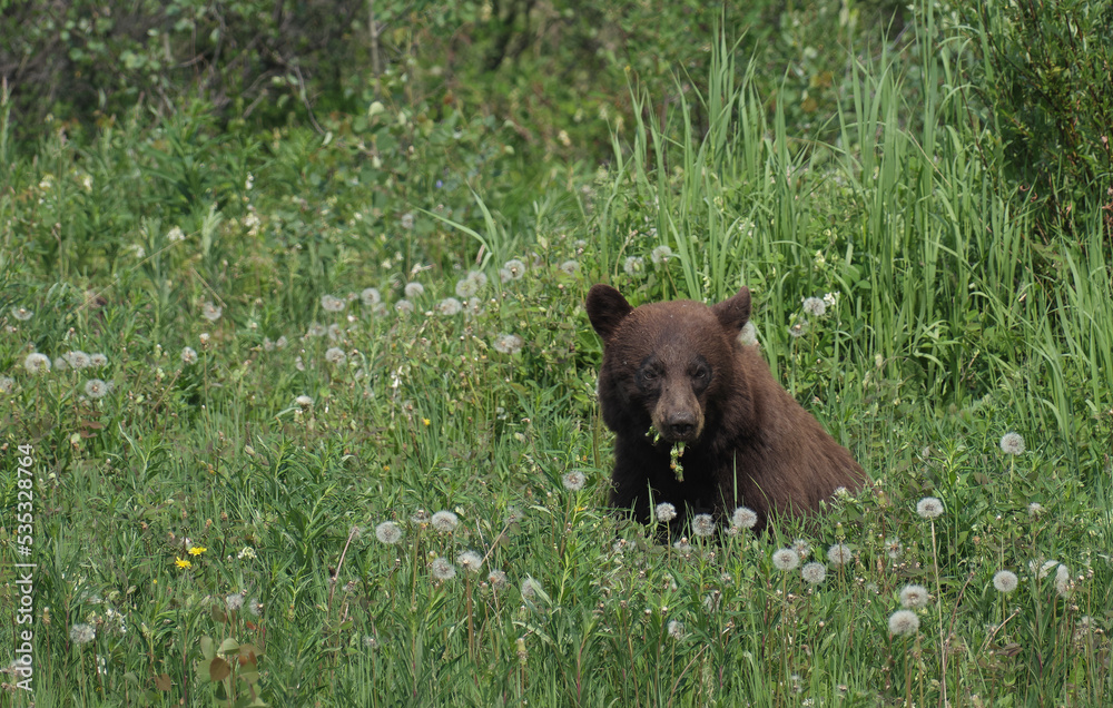 Foraging and feeding Black Bears on the Alaska Highway in British Columbia Foraging and feeding Black Bears on the Alaska Highway in British Columbia