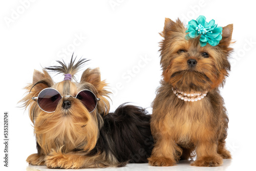 yorkshire terrier dogs wearing sunglasses and flowers © Viorel Sima