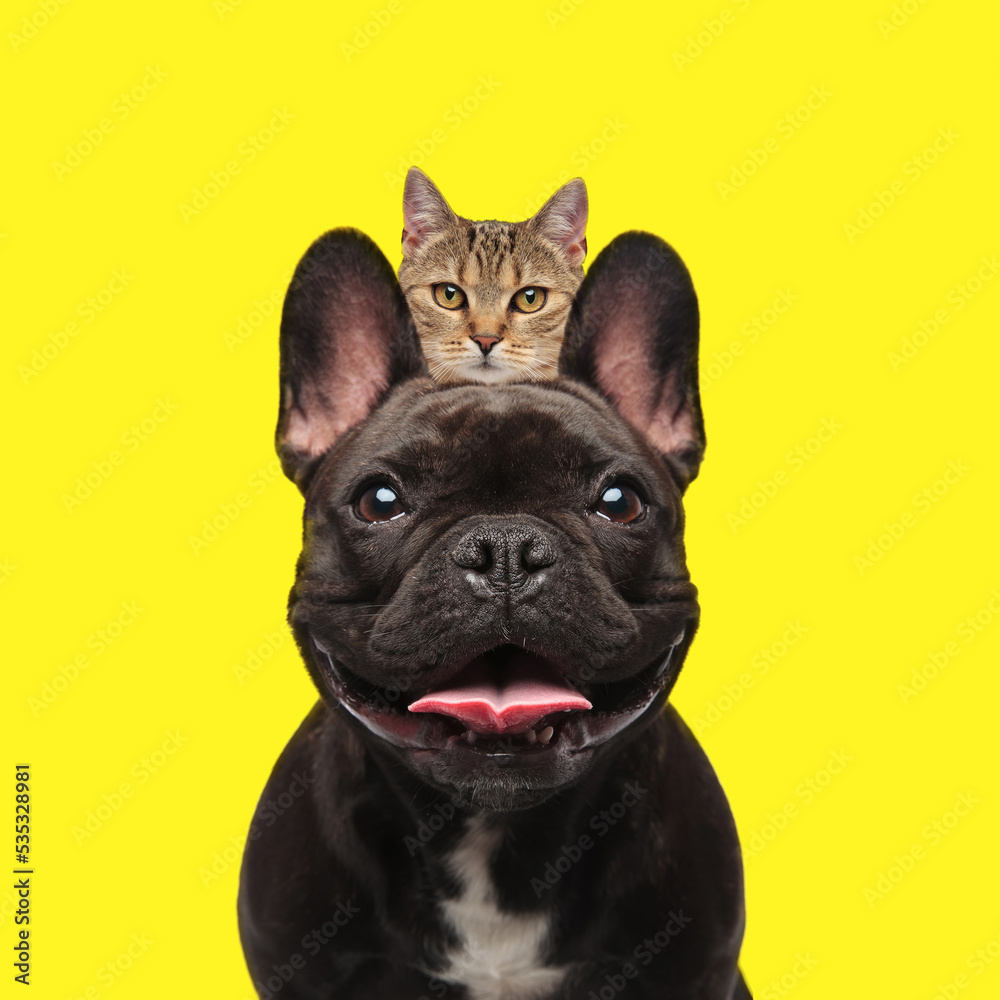 sneaky little cat hiding between a french bulldog's ears