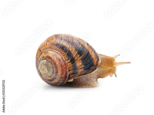 Edible roman snail (Helix pomatia, Burgundy or escargot) with brown striped shell isolated on white background 