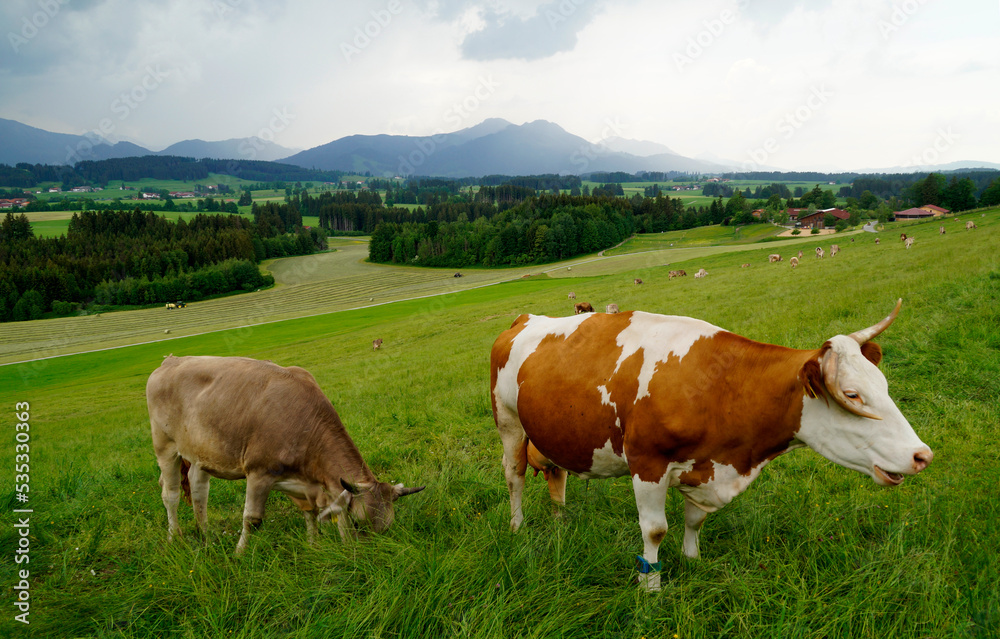 cows grazing on the alpine meadows of the scenic Rueckholz district in the Bavarian Alps in Ostallgaeu, Bavaria, Germany