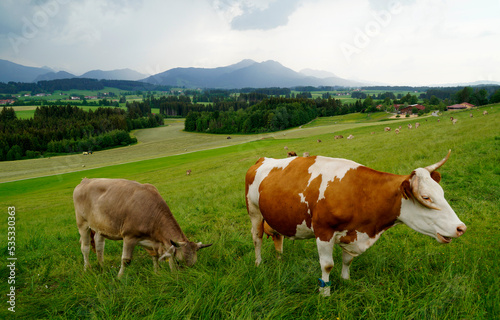 cows grazing on the alpine meadows of the scenic Rueckholz district in the Bavarian Alps in Ostallgaeu  Bavaria  Germany