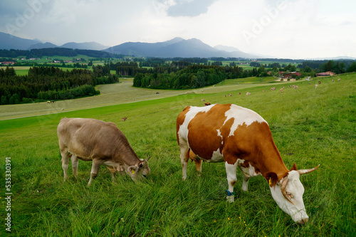 cows grazing on the alpine meadows of the scenic Rueckholz district in the Bavarian Alps in Ostallgaeu, Bavaria, Germany © Julia