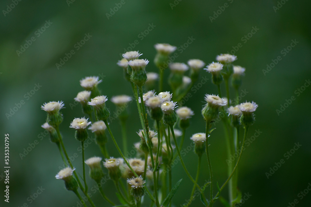 Melkolepestnik is caustic. A small wild plant of Europe. Close-up. Melkolepestnik is caustic. A small wild plant of Europe. Close-up.