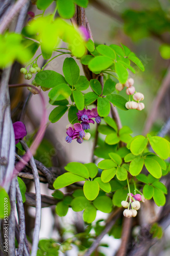 Akebia quinata dark-purple flowers with unfocused background. Close-up. Small unusual Chocolate vine purple flowers photo