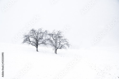 Trees in a snowstorm photo