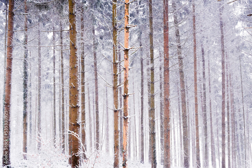 Trees after a snowstorm