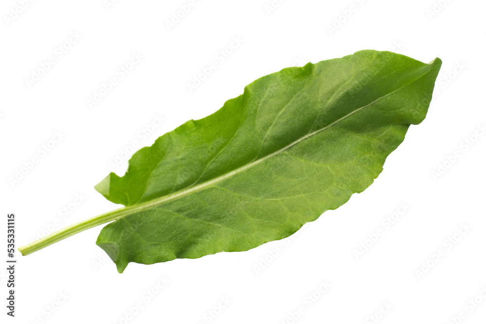 Sorrel leaf isolated on white background, Top view Sorrel leaf isolated on white background, Top view