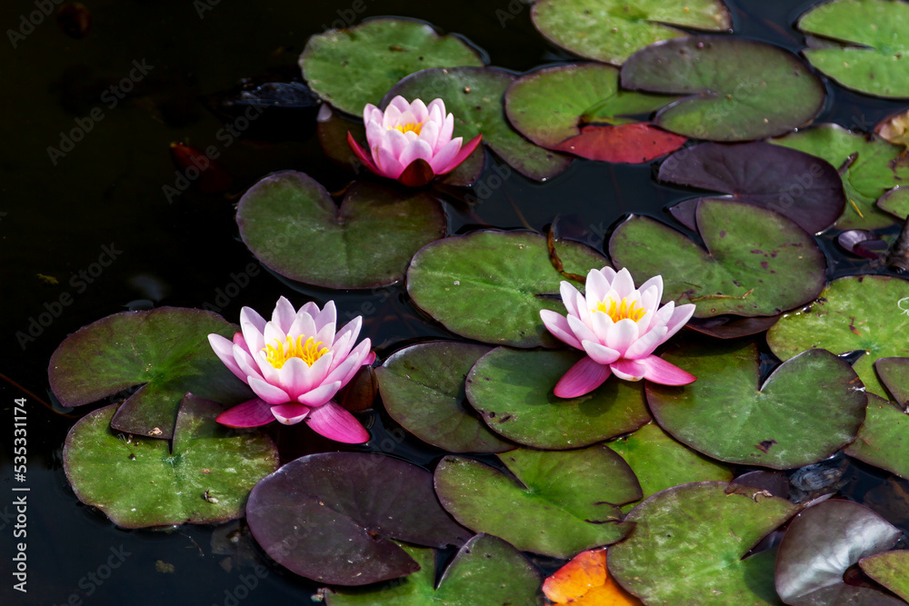 pink water lilies pink water lilies