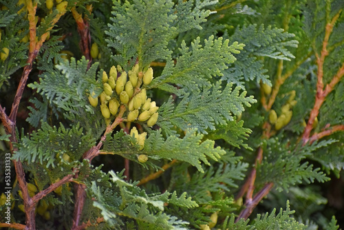 Branches with cones of arborvitae in the garden in the summer outdoors close-up.