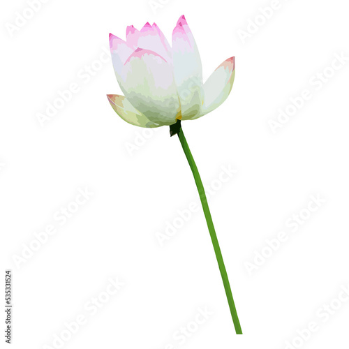 Beautiful Watercolor Lotus  flower water lily 