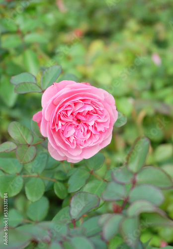 Pale pink English rose  among green foliage in a flower bed  selective focus  vertical orientation.