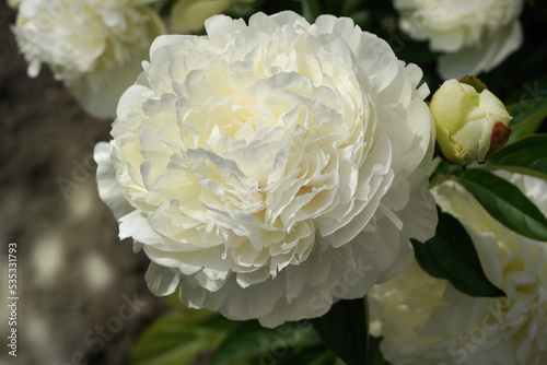 One large white peony on a blurred garden background.