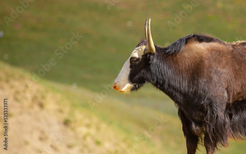 Fototapeta Naklejka Na Ścianę i Meble -  A herd of yaks graze in the mountains. Himalayan big yak in a beautiful landscape. Hairy cow cattle wild animal in nature in Tibet. Sunny summer day in the wild. Farm animal in Nepal and Tibet.