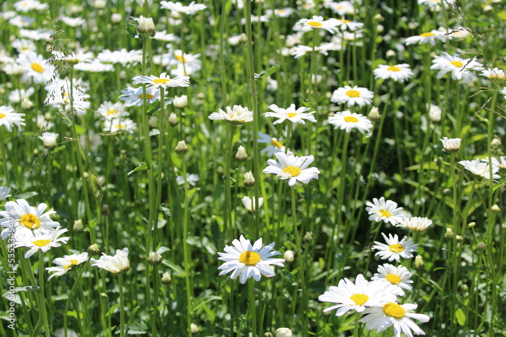 Fototapeta premium beautiful background a huge field of white flowering daisies