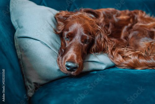 Happy Irish setter dog sleeping lying on a sofa in cozy home
