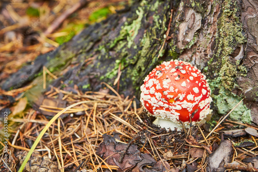 muchomor czerwony , Amanita muscaria , grzyb , las muchomor czerwony , Amanita muscaria , grzyb , las