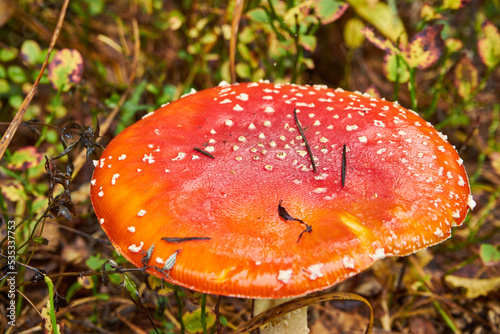 muchomor czerwony , Amanita muscaria , grzyb , las 