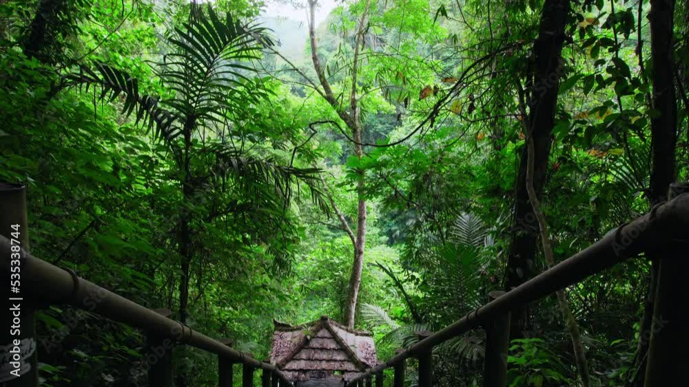 jungle to a cliff on a high mountain with a rock river and green trees jungle to a cliff on a high mountain with a rock river and green trees