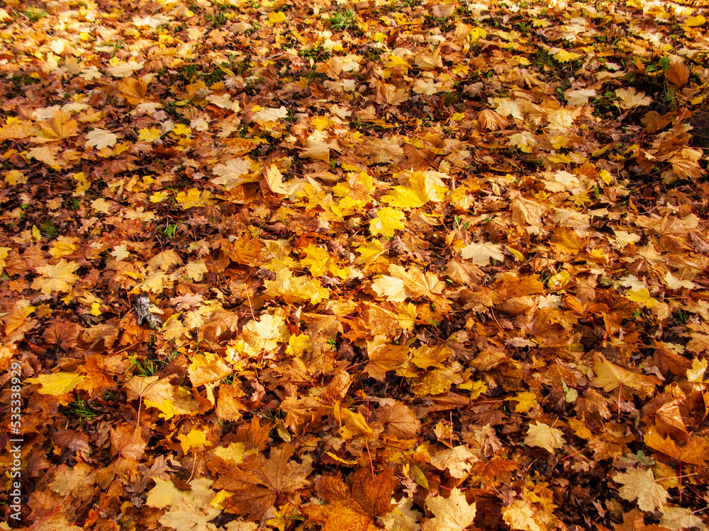 Photo of yellow autumn leaves on the ground Photo of yellow autumn leaves on the ground
