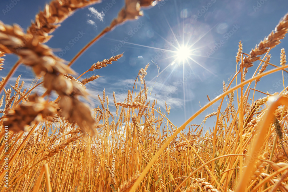 Fototapeta premium Background ripe golden wheat field with blue sky sunlight summer day, wide view. Copy space
