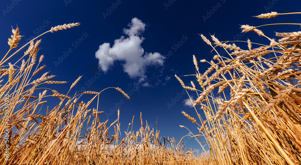 Fototapeta premium Ears of golden wheat field. Beautiful background rural harvest with blue sky, down view